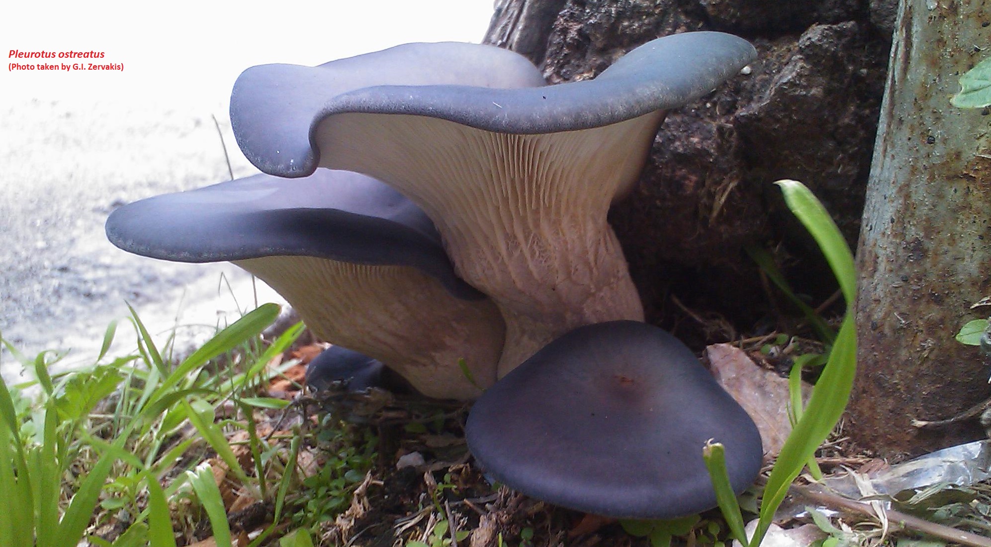 AgroWaste For Nutritious Mushrooms